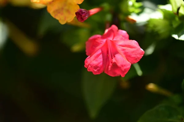 Close View Beautiful Pink Flowers Garden — Zdjęcie stockowe