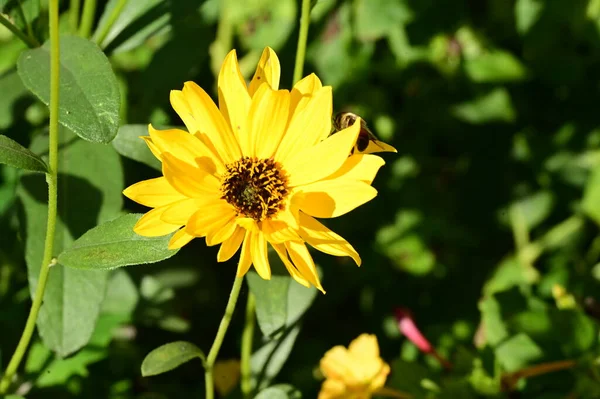 Vista Cerca Hermosas Flores Amarillas Jardín — Foto de Stock