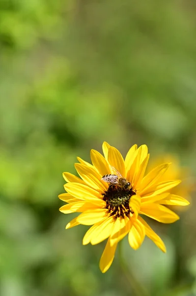 Close View Bee Sitting Beautiful Yellow Flowers Garden — Stock Photo, Image