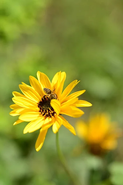 庭の美しい黄色の花に蜂が座っている様子を間近で見ることができます — ストック写真