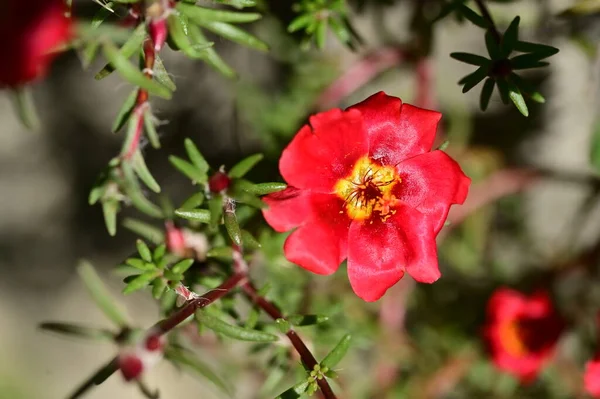 Vue Rapprochée Belles Fleurs Rouges Dans Jardin — Photo