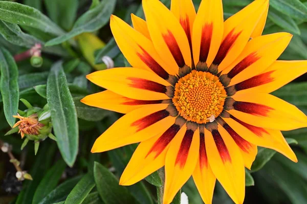 Vista Cerca Hermosas Flores Amarillas Jardín — Foto de Stock