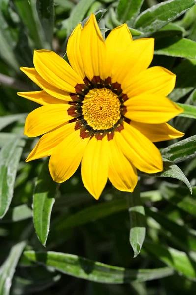 Vista Cerca Hermosas Flores Amarillas Jardín — Foto de Stock