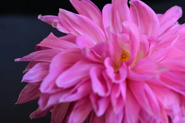 Schöne Rosa Blume Auf Schwarzem Hintergrund — Stockfoto