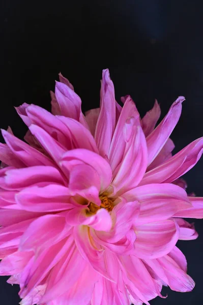 Krásný Růžový Květ Černém Pozadí — Stock fotografie