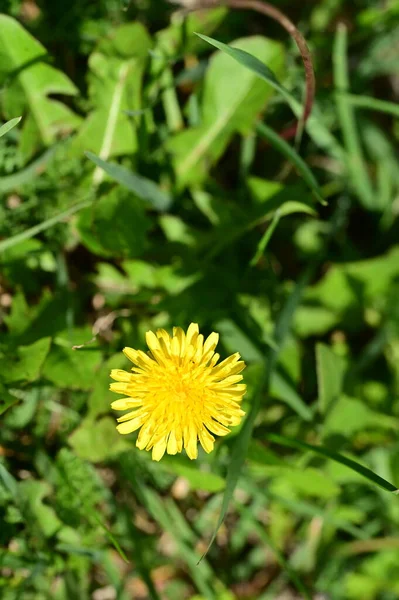 庭の美しい黄色の花を間近に見ることができます — ストック写真