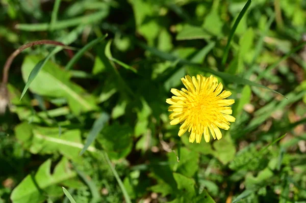 庭の美しい黄色の花を間近に見ることができます — ストック写真