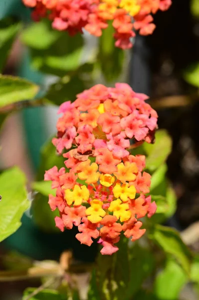 Vista Vicino Bellissimi Piccoli Fiori Giardino — Foto Stock