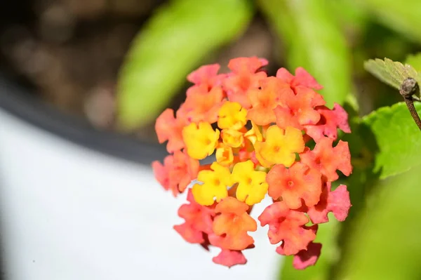 Крупним Планом Вид Красиві Крихітні Квіти Саду — стокове фото