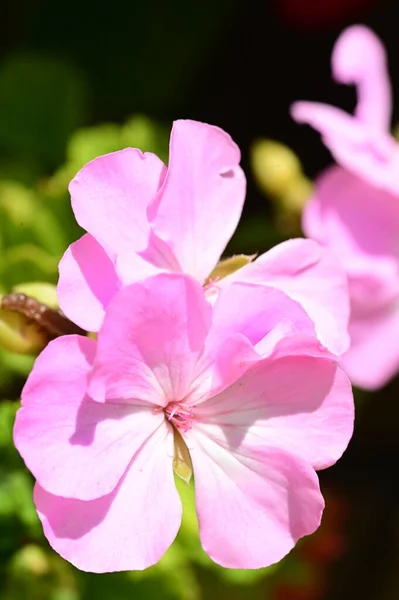 庭の綺麗なピンクの花を間近で見ることができ — ストック写真