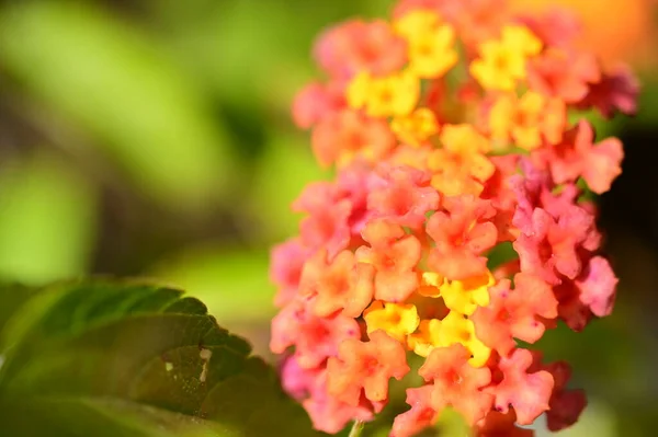 close up view of beautiful tiny flowers in the garden