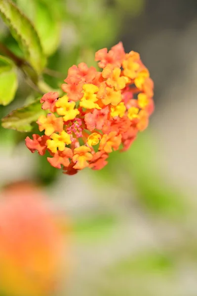 庭の小さな花を間近に見ることができます — ストック写真