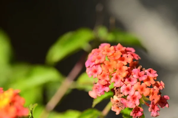 庭の小さな花を間近に見ることができます — ストック写真