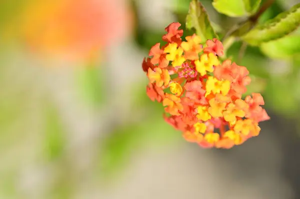 Vista Perto Belas Flores Minúsculas Jardim — Fotografia de Stock