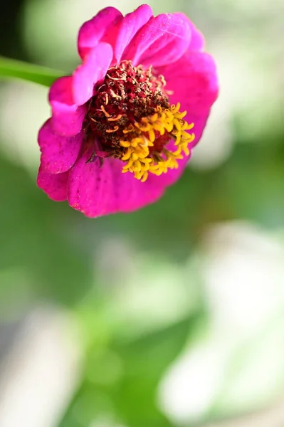 花园中美丽的粉红色花朵的近景 — 图库照片