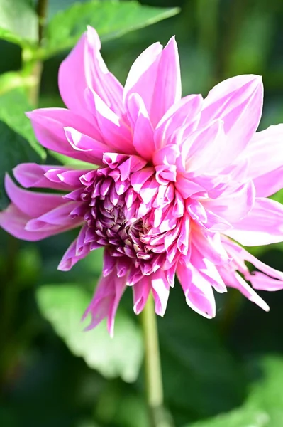 Close View Beautiful Pink Flowers Garden — Stock Photo, Image