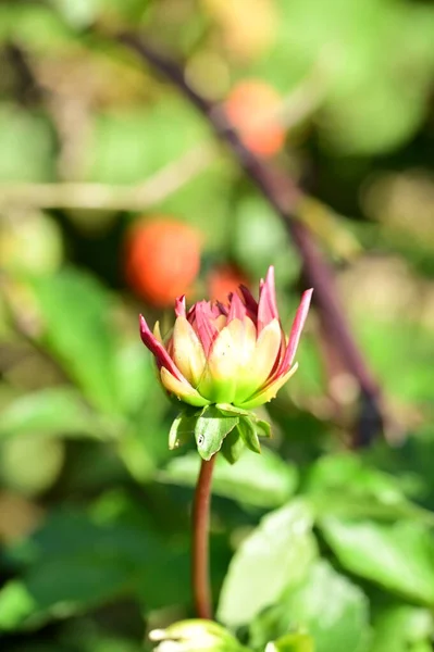 Vue Rapprochée Belles Fleurs Rouges Dans Jardin — Photo