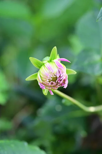 Close Uitzicht Mooie Roze Bloemen Tuin — Stockfoto