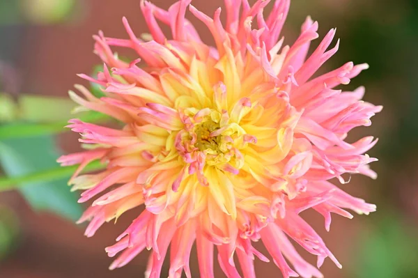 Beautiful Pink Yellow Colored Flower Growing Garden — ストック写真