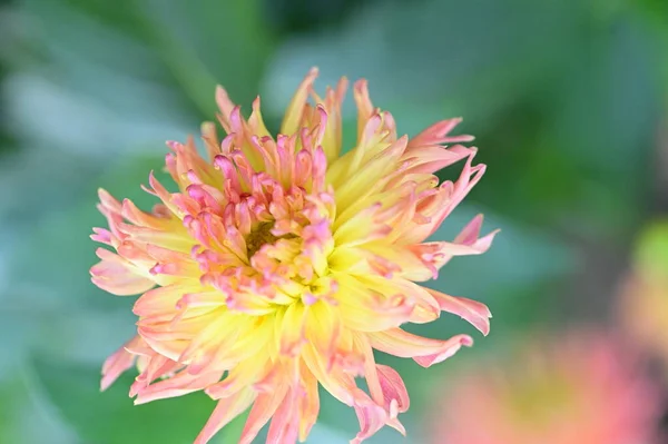 Belle Fleur Rose Jaune Qui Pousse Dans Jardin — Photo