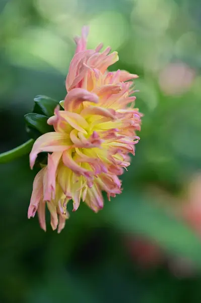 Beautiful Pink Yellow Colored Flower Growing Garden — ストック写真