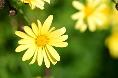 Bahçedeki güzel sarı çiçekleri kapat.