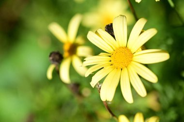 Bahçedeki güzel sarı çiçekleri kapat.