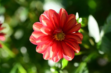 Bahçedeki güzel kırmızı çiçekleri kapat.