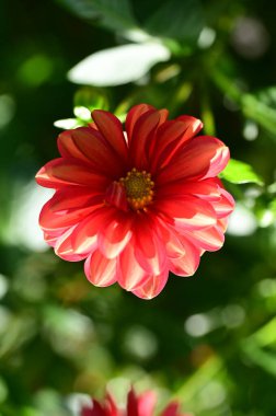 Bahçedeki güzel kırmızı çiçekleri kapat.