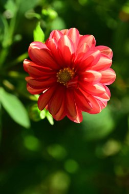 Bahçedeki güzel kırmızı çiçekleri kapat.