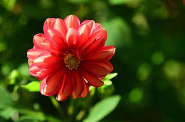 Bahçedeki güzel kırmızı çiçekleri kapat.