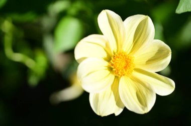 Bahçedeki güzel sarı çiçekleri kapat.