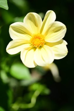 Bahçedeki güzel sarı çiçekleri kapat.