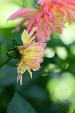 Bahçedeki güzel pembe çiçeklerin yakın görüntüsü