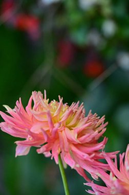 Bahçedeki güzel pembe çiçeklerin yakın görüntüsü