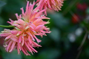 Bahçedeki güzel pembe çiçeklerin yakın görüntüsü