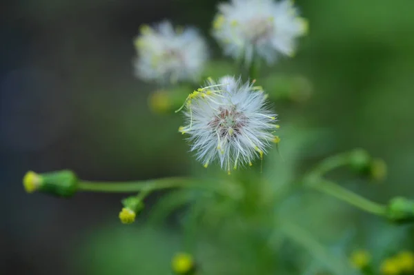 Bahçede Büyüyen Tüylü Karahindiba Çiçekleri — Stok fotoğraf