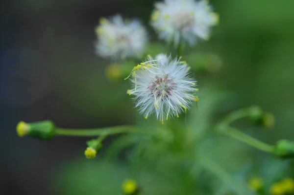 Fluffy Dandelion Flowers Growing Garden — Stock Photo, Image