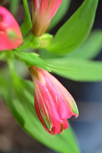 Close View Beautiful Pink Flowers Garden — Zdjęcie stockowe