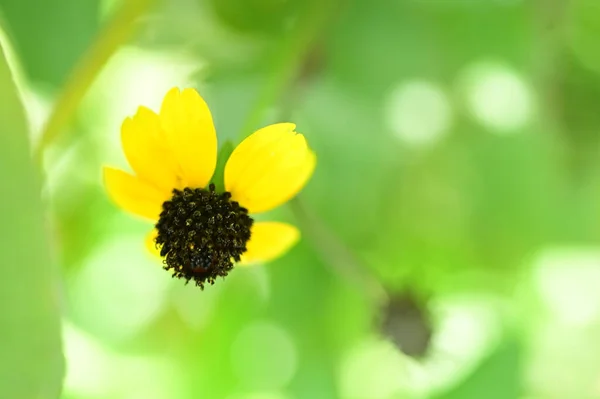 Close Zicht Mooie Gele Bloemen Tuin — Stockfoto