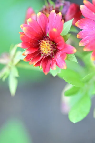 Bliska Widok Pięknych Czerwonych Kwiatów Ogrodzie — Zdjęcie stockowe
