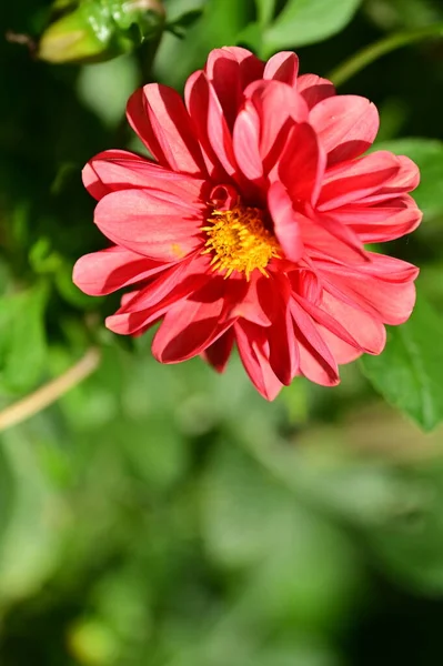 Nahaufnahme Von Schönen Roten Blumen Garten — Stockfoto