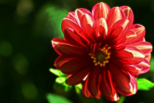 Vue Rapprochée Belles Fleurs Rouges Dans Jardin — Photo