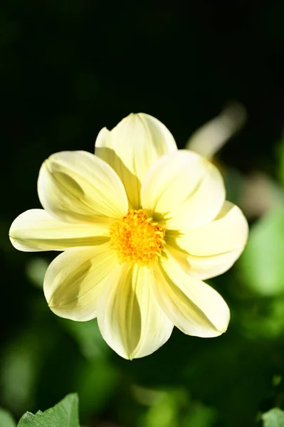 Vista Vicino Bellissimi Fiori Gialli Giardino — Foto Stock