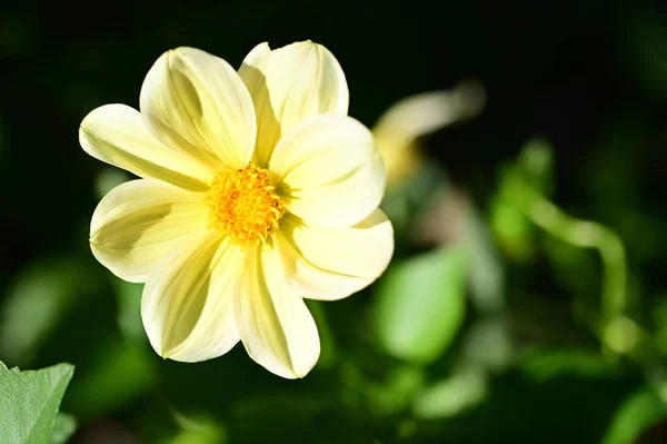 Vue Rapprochée Belles Fleurs Jaunes Dans Jardin — Photo