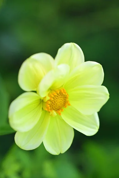 Zblízka Pohled Krásné Žluté Květy Zahradě — Stock fotografie
