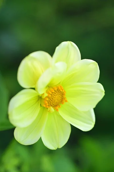 Nahaufnahme Von Schönen Gelben Blumen Garten — Stockfoto