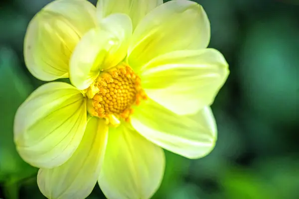 Vue Rapprochée Belles Fleurs Jaunes Dans Jardin — Photo