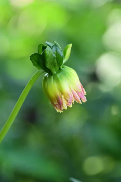 Close View Beautiful Pink Flowers Garden — Stockfoto