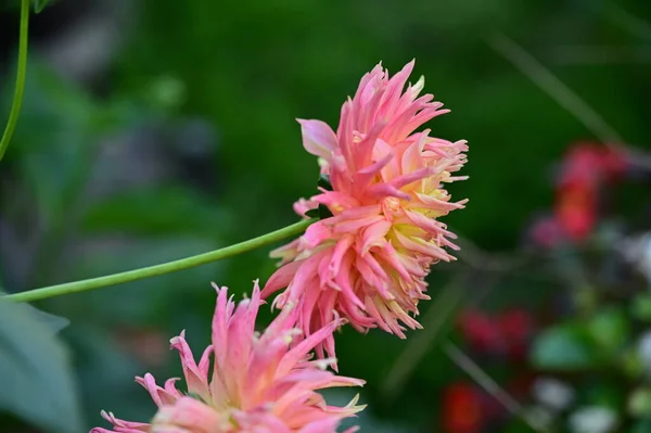 Close View Beautiful Pink Flowers Garden —  Fotos de Stock